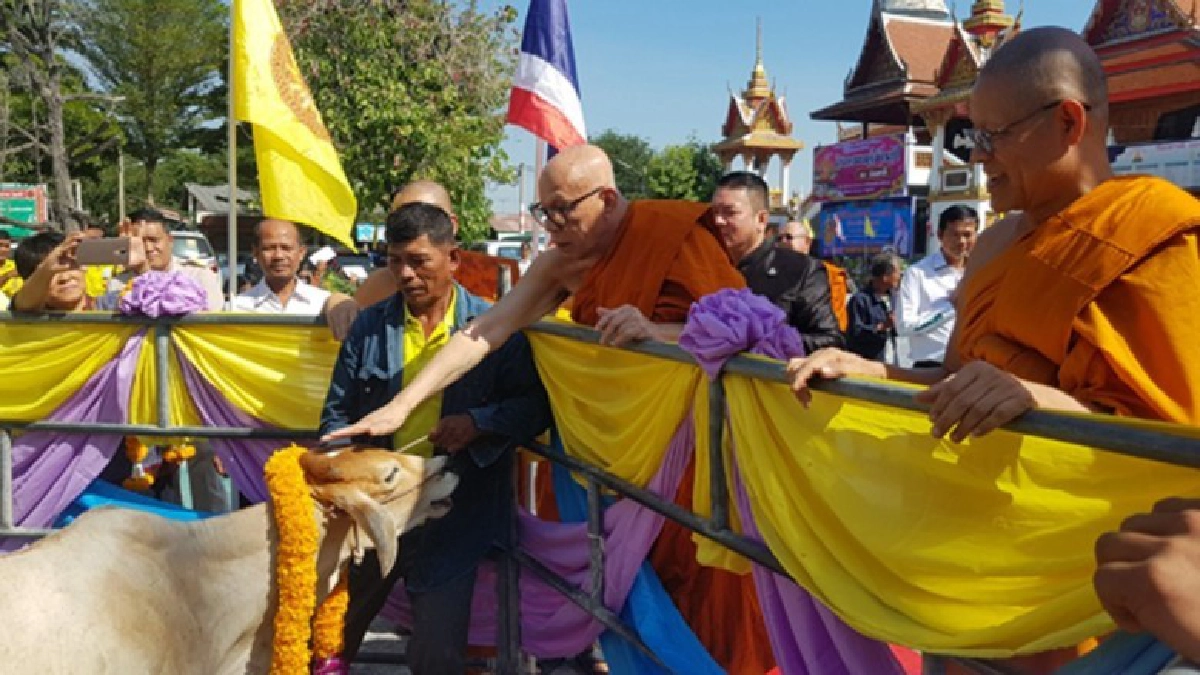 วัดสาลีจัดไถ่ชีวิตโคกระบือเพื่อถวายเป็นพระราชกุศล วัดสาลีจัดไถ่ชีวิตโคกระบือเพื่อถวายเป็นพระราชกุศล