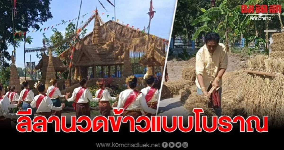 ปลัด อบต.โชว์ลีลานวดข้าวแบบโบราณ ปลัด อบต.โชว์ลีลานวดข้าวแบบโบราณ
