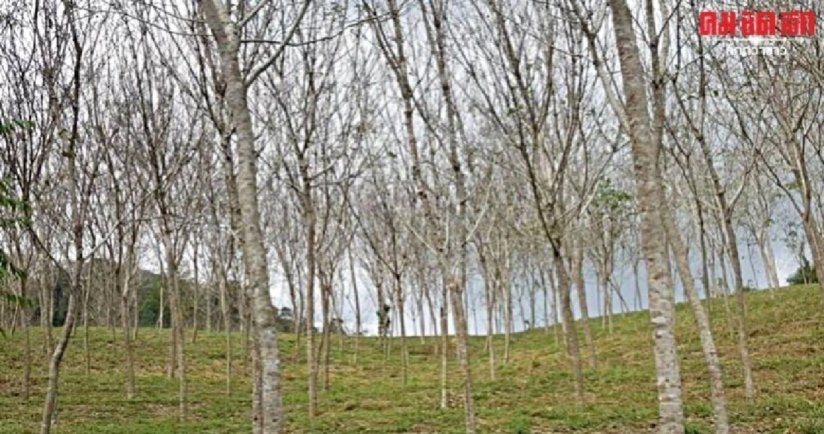 ไตรภาคียาง ITRC เห็นพ้องลดผลิต ร่วมเฝ้าระวังโรคใบร่วง