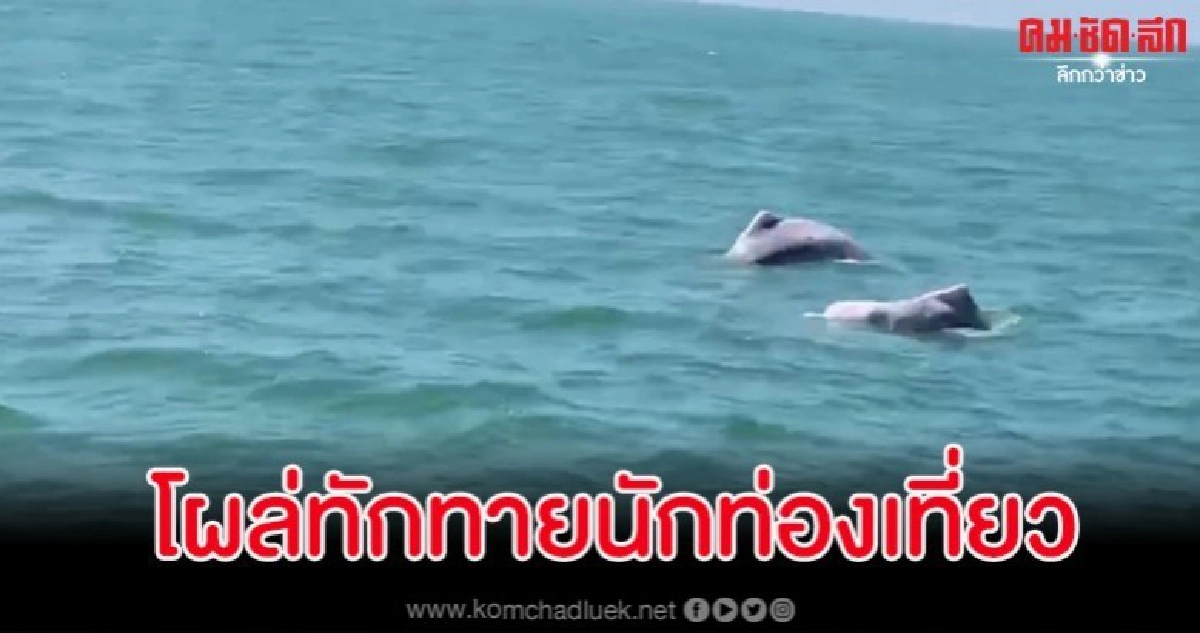 ตื่นเต้น หนุ่มพบโลมาเผือกโผล่เล่นน้ำริมหาดจอมเทียน พัทยา ตื่นเต้น หนุ่มพบโลมาเผือกโผล่เล่นน้ำริมหาดจอมเทียน พัทยา