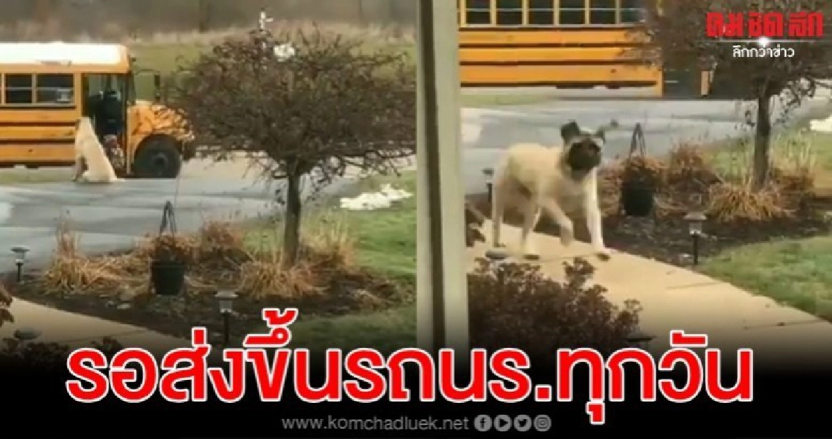 สุนัขรอส่งเด็กหญิงขึ้นรถนร.และรอจนมั่นใจว่าปลอดภัยทุกเช้า สุนัขรอส่งเด็กหญิงขึ้นรถนร.และรอจนมั่นใจว่าปลอดภัยทุกเช้า