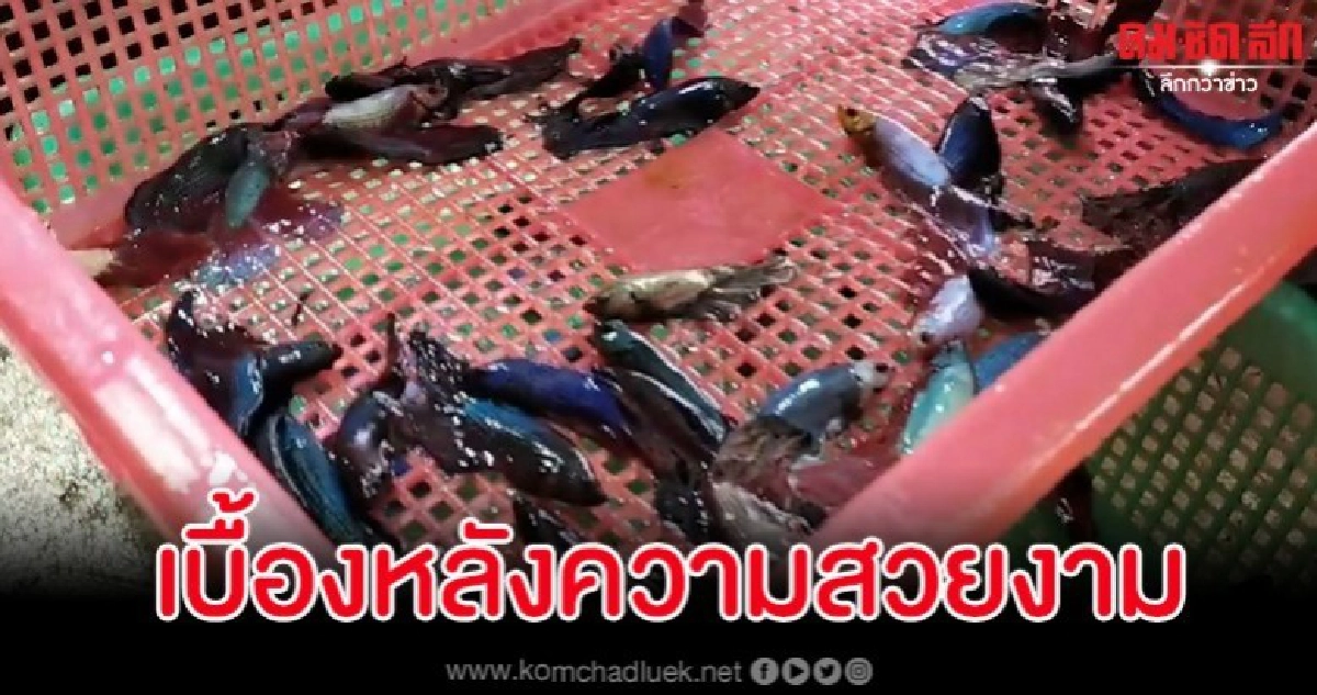แฉด้านมืดอุตสาหกรรมปลากัด เบื้องหลังความสวยงามที่สุดหดหู่ แฉด้านมืดอุตสาหกรรมปลากัด เบื้องหลังความสวยงามที่สุดหดหู่