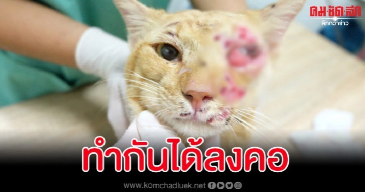 สุดสงสาร เจ้าเหมียวถูกคนใจร้ายยิงด้วยลูกตะกั่วจนตาบอด สุดสงสาร เจ้าเหมียวถูกคนใจร้ายยิงด้วยลูกตะกั่วจนตาบอด
