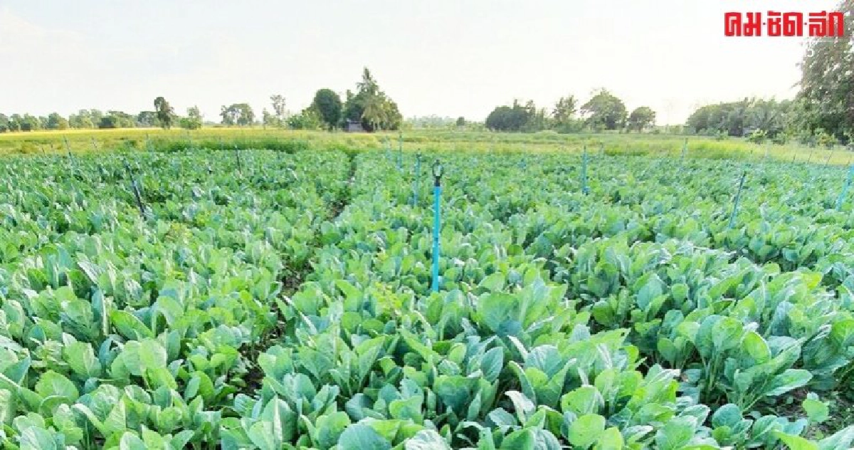 ร้องศาลคุ้มครองไม่แบน 3 สารเล็งฟ้องปปช.เอาผิดสาธารณสุข