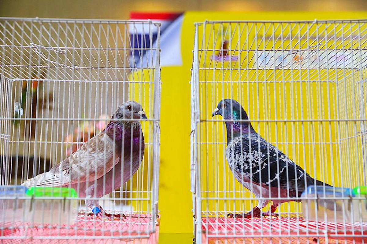 ไทยสร้างประวัติศาสตร์วงการนกพิราบแข่งนานาชาติ