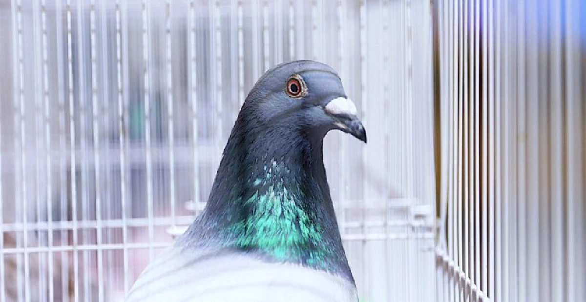 ไทยสร้างประวัติศาสตร์วงการนกพิราบแข่งนานาชาติ ไทยสร้างประวัติศาสตร์วงการนกพิราบแข่งนานาชาติ