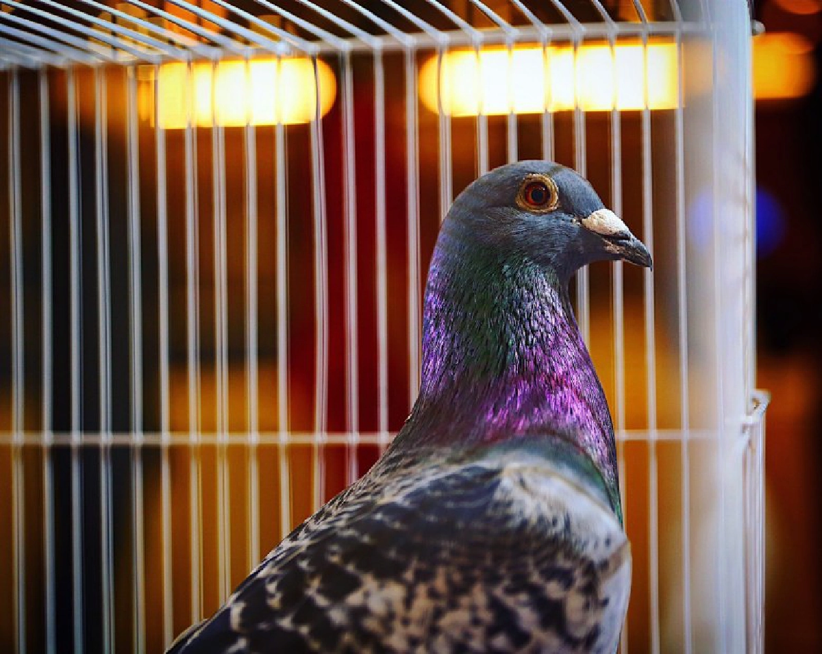 ไทยสร้างประวัติศาสตร์วงการนกพิราบแข่งนานาชาติ