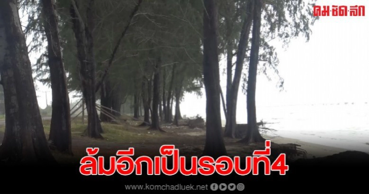 คลื่นลมแรง กัดเซาะชายหาดต้นสนล้มเป็นรอบที่4 คลื่นลมแรง กัดเซาะชายหาดต้นสนล้มเป็นรอบที่4
