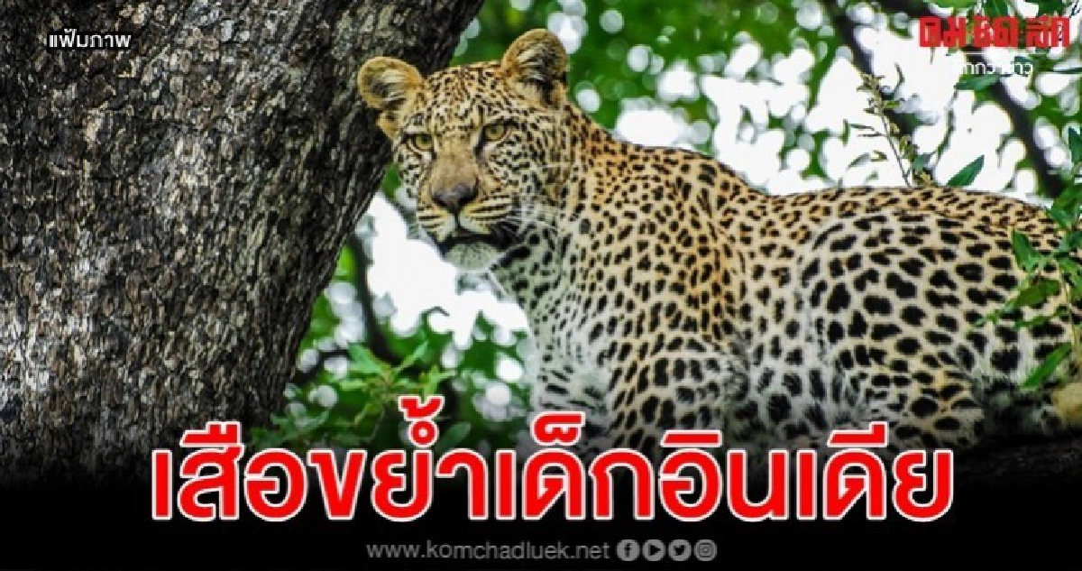 เสือดาวกินเด็กอินเดีย 5 ขวบขณะเล่นกับเพื่อน เสือดาวกินเด็กอินเดีย 5 ขวบขณะเล่นกับเพื่อน