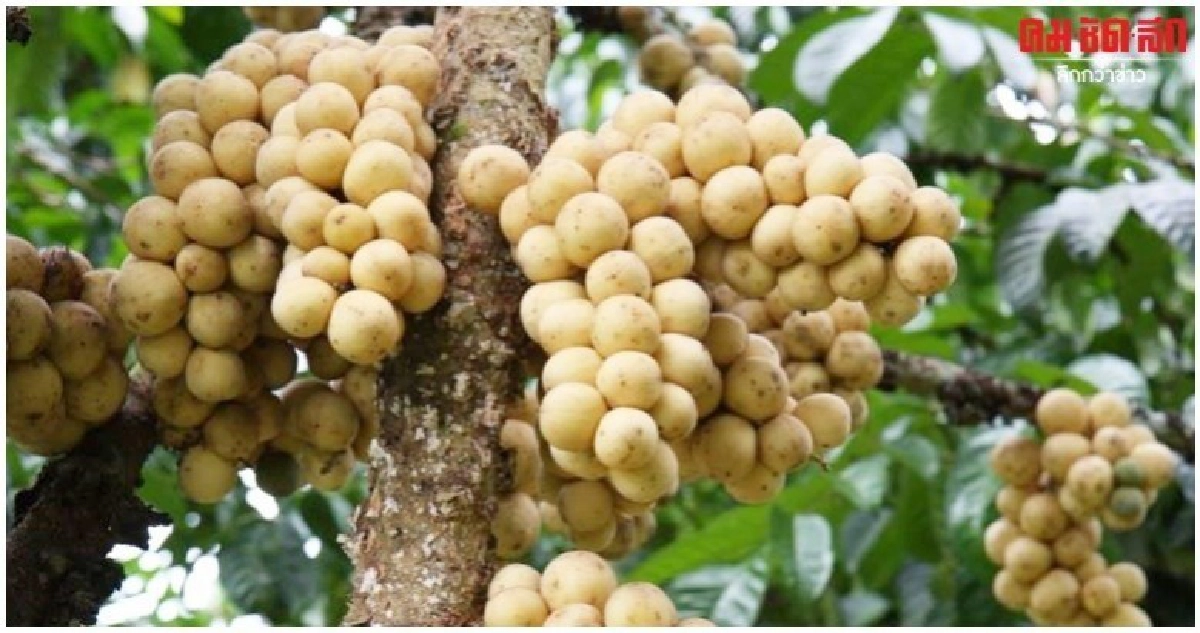 ไม้ผลตะวันออกรอบแรกคาดให้ผลผลิต 9.9 แสนตัน