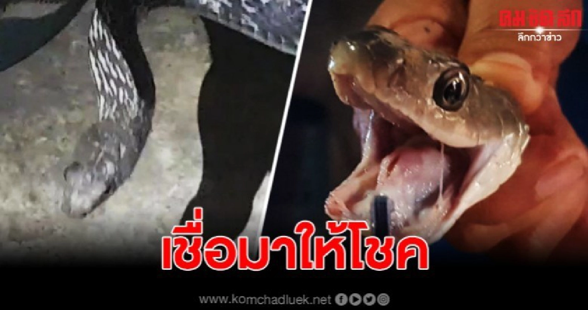 งูสิงห์ดงสุดสซวย เลื้อยเข้าบ้านสาวใหญ่ เจ้าตัวตกใจปิดประตูขังแจ้งกู้ภัยมาจับ งูสิงห์ดงสุดสซวย เลื้อยเข้าบ้านสาวใหญ่ เจ้าตัวตกใจปิดประตูขังแจ้งกู้ภัยมาจับ