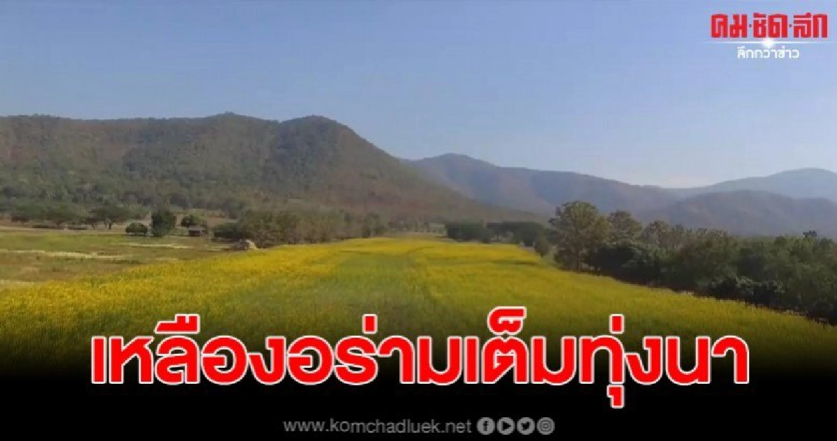 สวยสุดลูกหูลูกตา ชมดอกปอเทืองบานสะพรั่งเหลืองอร่ามเต็มทุ่งนา สวยสุดลูกหูลูกตา ชมดอกปอเทืองบานสะพรั่งเหลืองอร่ามเต็มทุ่งนา