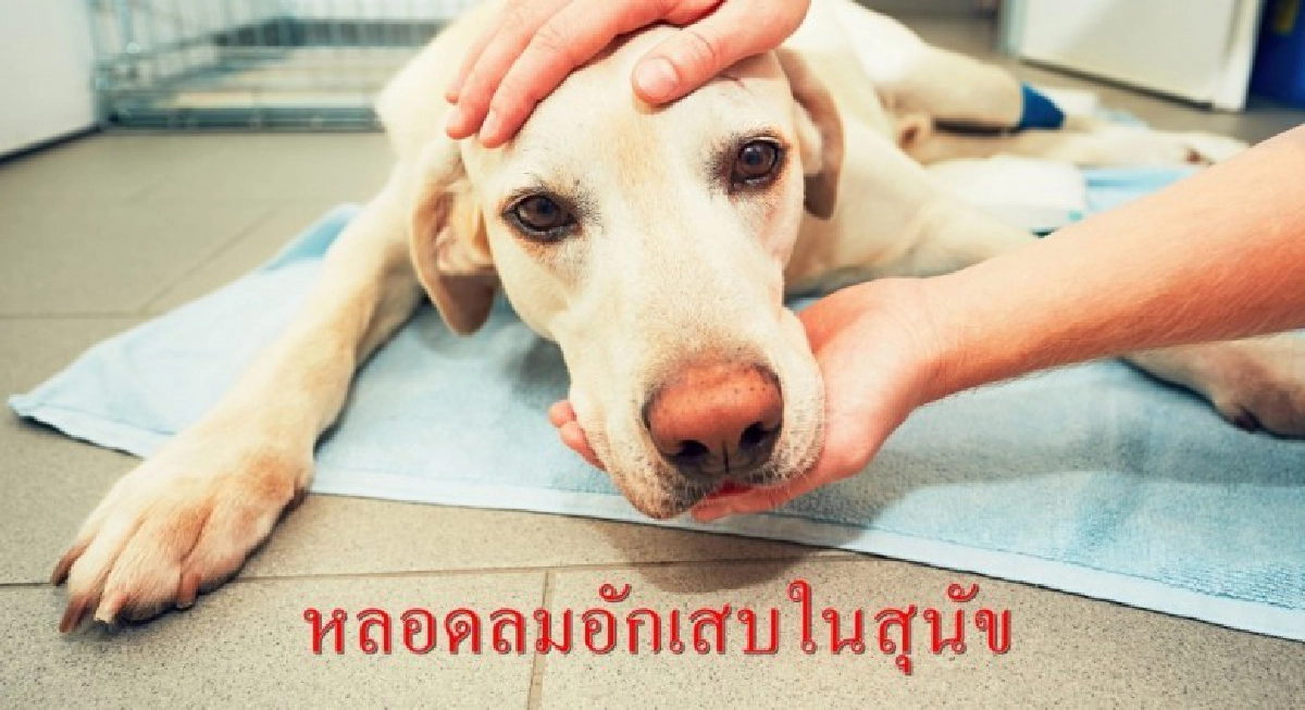 หลอดลมอักเสบในสุนัข หลอดลมอักเสบในสุนัข