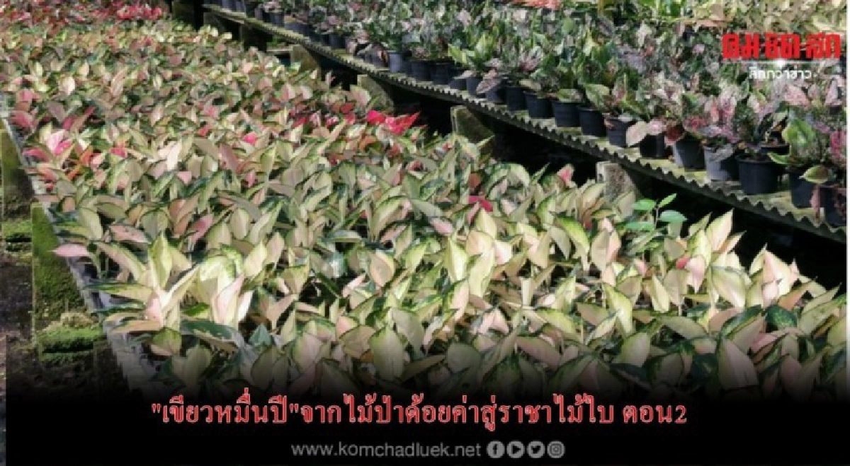 "เขียวหมื่นปี"จากไม้ป่าด้อยค่าสู่ราชาไม้ใบ ตอน2 "เขียวหมื่นปี"จากไม้ป่าด้อยค่าสู่ราชาไม้ใบ ตอน2