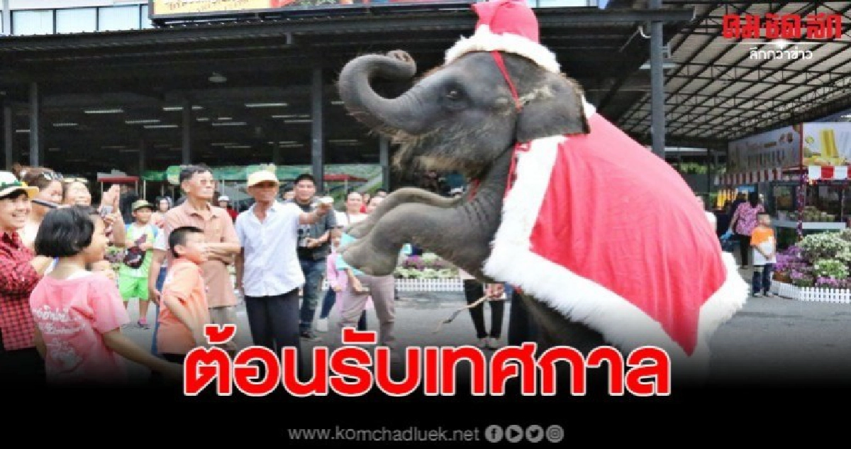 สวนนงนุชนำช้างแต่งกายชุดซานตาคลอส ต้อนรับเทศกาลคริสต์มาส สวนนงนุชนำช้างแต่งกายชุดซานตาคลอส ต้อนรับเทศกาลคริสต์มาส