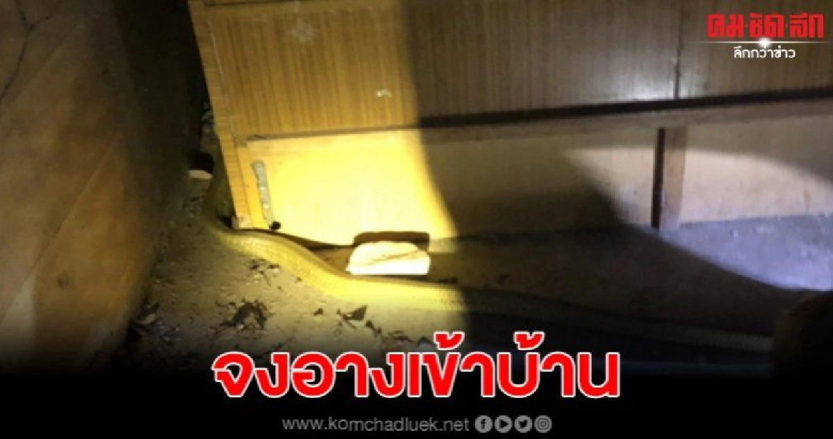 ยายวัย 62พบจงอางเลื้อยซอกเก็บของ รีบแจ้งกู้ภัยช่วยจับ
