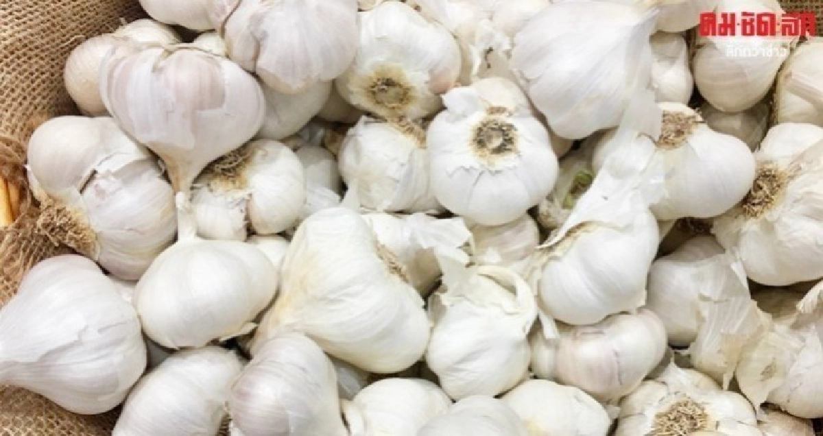 สกัดกระเทียมเถื่อนทะลักชายแดน