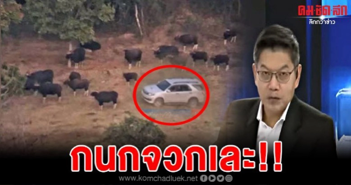 กนกด่ายับคณะท่องเที่ยววัดดังพาญาติโยมขับรถลุยส่องวัวกระทิง กนกด่ายับคณะท่องเที่ยววัดดังพาญาติโยมขับรถลุยส่องวัวกระทิง
