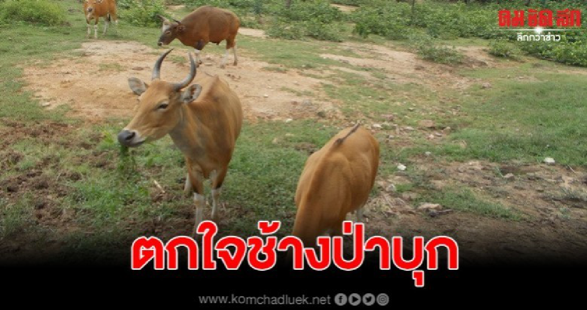 ฝูงวัวแดงตกใจช้างป่า พังคอก Soft Realease หนีเข้าป่าสลักพระ