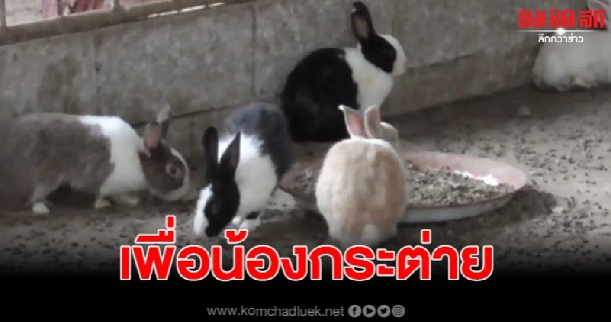 ชื่นชม นศ.จิตอาสา ร่วมทำพวงกุญแจหารายได้ช่วย น้องกระต่าย ชื่นชม นศ.จิตอาสา ร่วมทำพวงกุญแจหารายได้ช่วย น้องกระต่าย