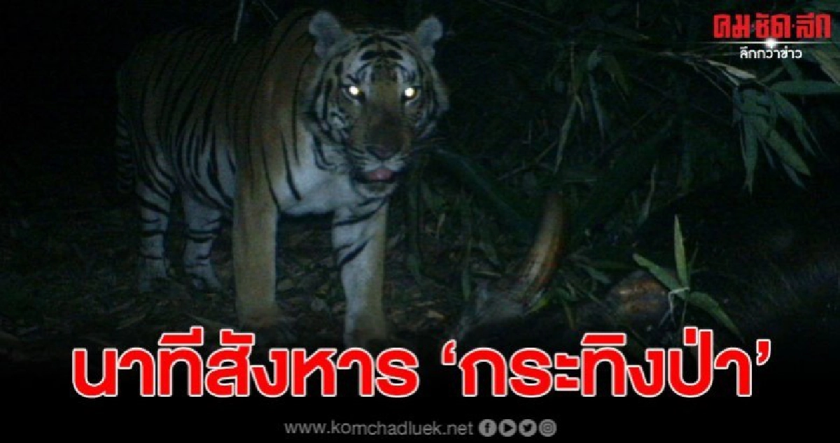 คลิปวินาที เสือโคร่งตัวใหญ่ สังหารกระทิงป่าแม่วงก์