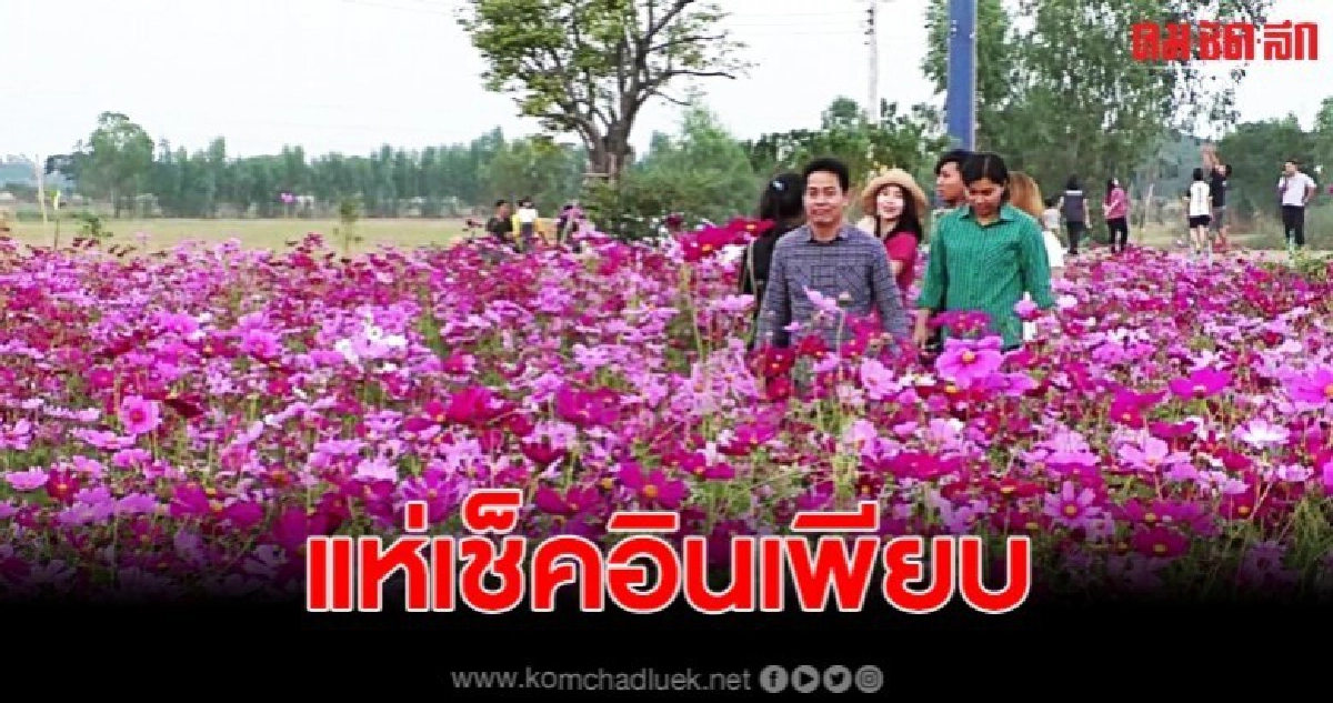 แห่ชม ทุ่งคอสมอส จุดเช็คอินใหม่ของจังหวัดชัยนาท