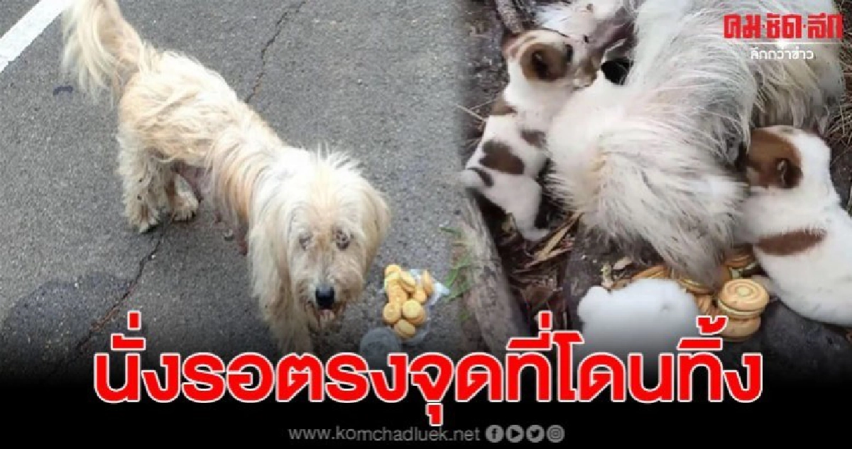 สุนัขแม่ลูกอ่อนทั้ง 7 ชีวิต โดนทิ้งนั่งมองทางหวังได้กลับบ้าน สุนัขแม่ลูกอ่อนทั้ง 7 ชีวิต โดนทิ้งนั่งมองทางหวังได้กลับบ้าน