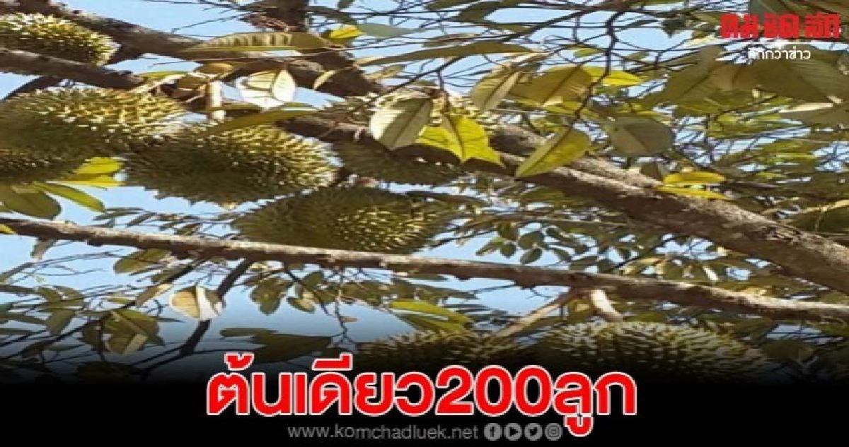 พบทุเรียนประหลาดออกนอกฤดู ต้นเดียว 200 ลูก พบทุเรียนประหลาดออกนอกฤดู ต้นเดียว 200 ลูก