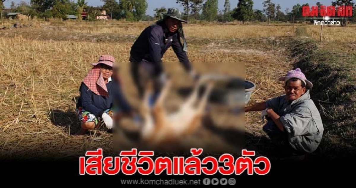 พบวัว-ควายป่วยคล้ายโรคมือเท้าปาก เสียชีวิตแล้ว3ตัว พบวัว-ควายป่วยคล้ายโรคมือเท้าปาก เสียชีวิตแล้ว3ตัว