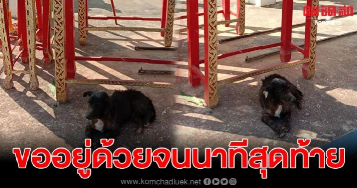 สุนัขสีดำ เดินจากบ้านกว่า 6 กม. เพื่อมานอนเฝ้าโรงศพเจ้านาย สุนัขสีดำ เดินจากบ้านกว่า 6 กม. เพื่อมานอนเฝ้าโรงศพเจ้านาย