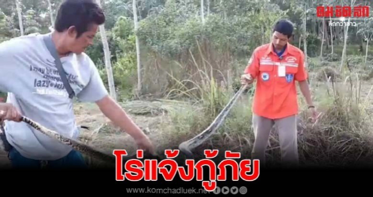 หนุ่มเดินดูสวนยางเจองูเหลือม แจ้งกู้ภัยมาจับ