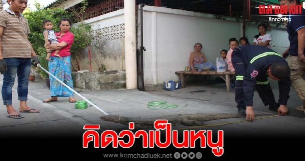 ลุงได้ยินเสียงเหมือนหนู พอเดินไปดูพบเป็นตัวเงินตัวทองตัวใหญ่ ลุงได้ยินเสียงเหมือนหนู พอเดินไปดูพบเป็นตัวเงินตัวทองตัวใหญ่