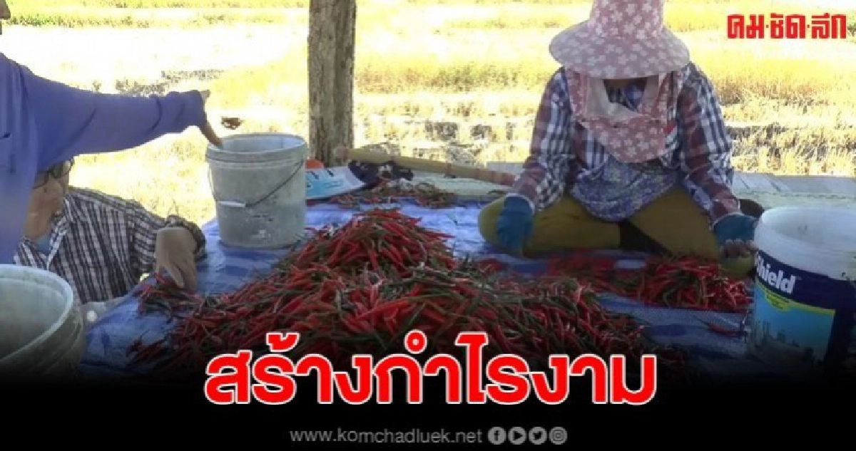 พะเยา เกษตรกรปลูกพริกซุปเปอร์ฮอต ใช้น้ำน้อย-สร้างกำไรงาม