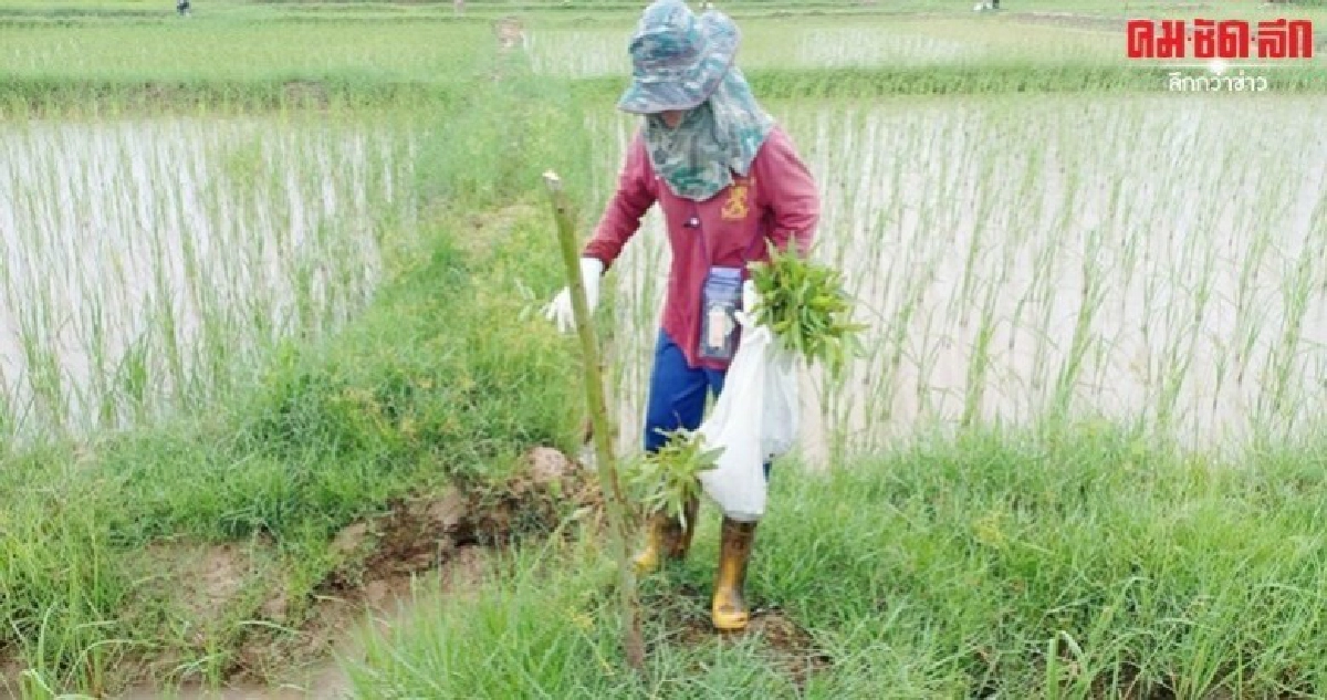 Field Day ส่งความสุขปีใหม่ให้เกษตรกรก่อนเริ่มฤดูกาลผลิต Field Day ส่งความสุขปีใหม่ให้เกษตรกรก่อนเริ่มฤดูกาลผลิต