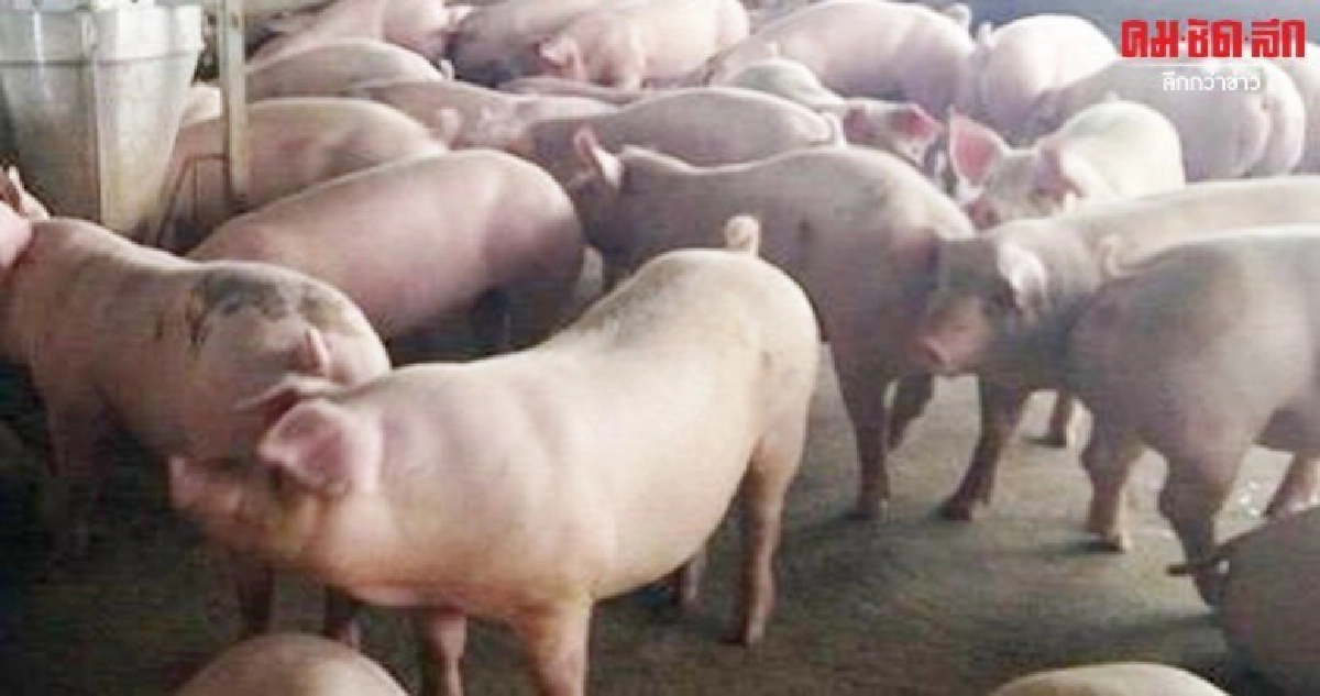 ยกระดับฟาร์มหมูรายย่อยได้ GAP ปลอดอหิวาต์ 
