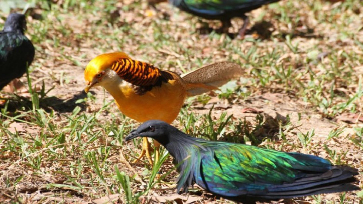สวนสัตว์อุบลราชธานี เปิดสวนนก Bird Park Ubon Zoo" ส่งท้ายปีต้อนรับนักท่องเที่ยวปี่ใหม่ สวนสัตว์อุบลราชธานี เปิดสวนนก Bird Park Ubon Zoo" ส่งท้ายปีต้อนรับนักท่องเที่ยวปี่ใหม่
