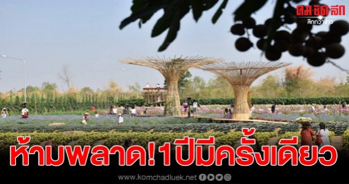 1 ปีมีครั้งเดียว "บุฟเฟ่ต์ลำไยและสวนดอกไม้" สวนเมเปิ้ล 1 ปีมีครั้งเดียว "บุฟเฟ่ต์ลำไยและสวนดอกไม้" สวนเมเปิ้ล
