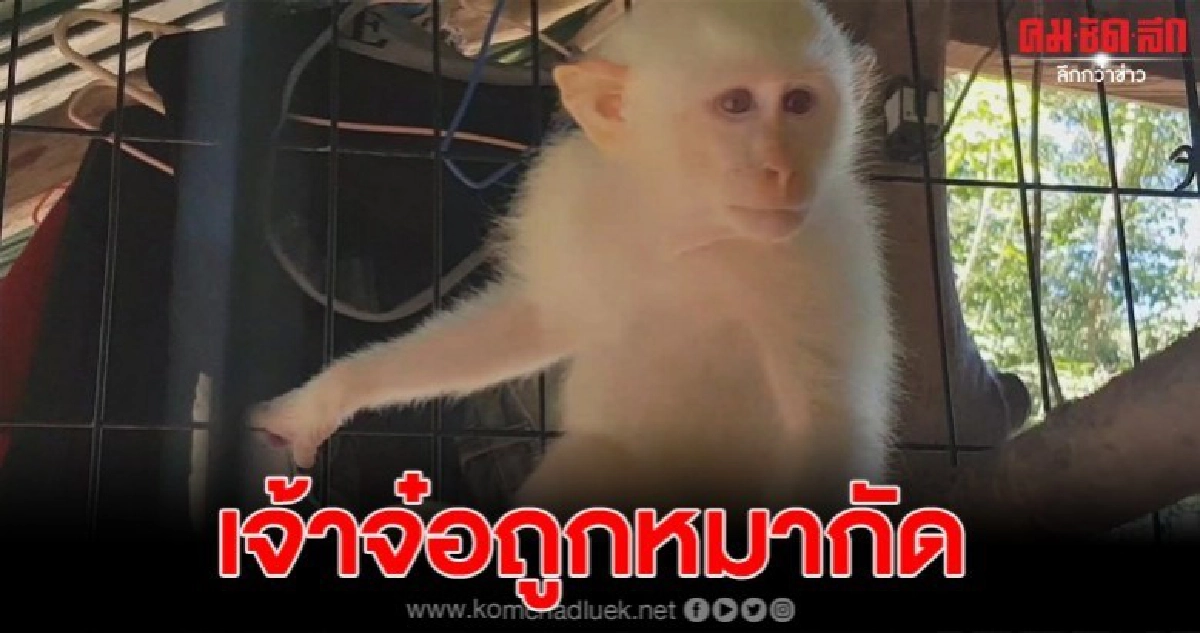 ฮือฮา ชาวบ้านที่กระบี่ช่วยลูกลิงเผือก ถูกสุนัขไล่กัด ฮือฮา ชาวบ้านที่กระบี่ช่วยลูกลิงเผือก ถูกสุนัขไล่กัด