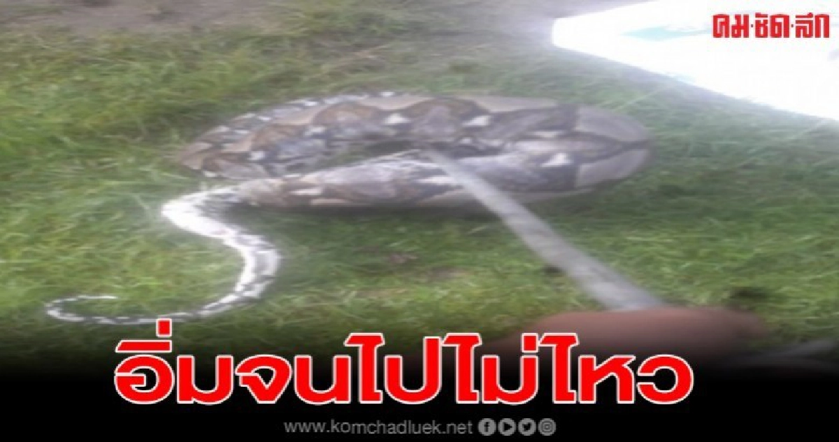 คาหนังคาเขา!!! เหลือม 4 เมตร บุกเล้าไก่เขมือบรวด 2 ตัว คาหนังคาเขา!!! เหลือม 4 เมตร บุกเล้าไก่เขมือบรวด 2 ตัว