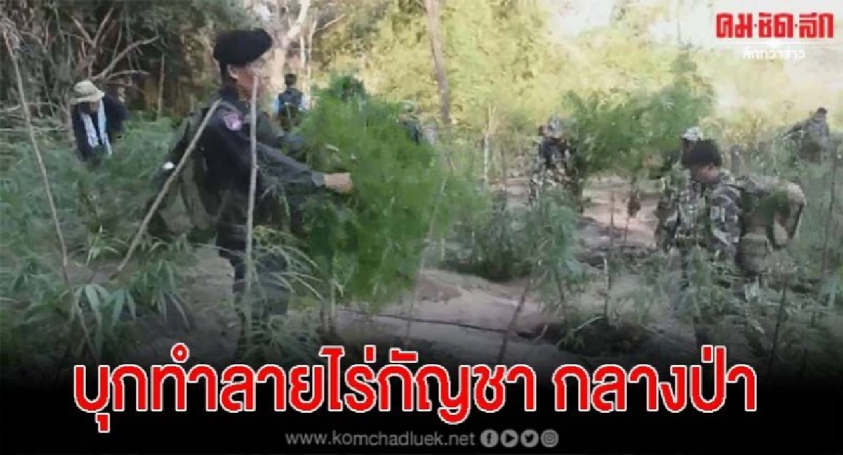 จนท.บุกทำลายไร่กัญชากลางป่าดงหลวง จนท.บุกทำลายไร่กัญชากลางป่าดงหลวง
