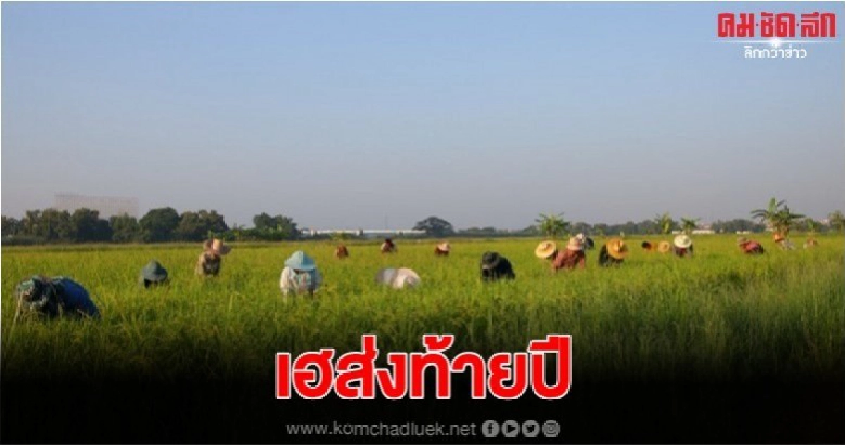 พาณิชย์ เคาะส่วนต่างประกันรายได้ข้าวงวดที่ 8