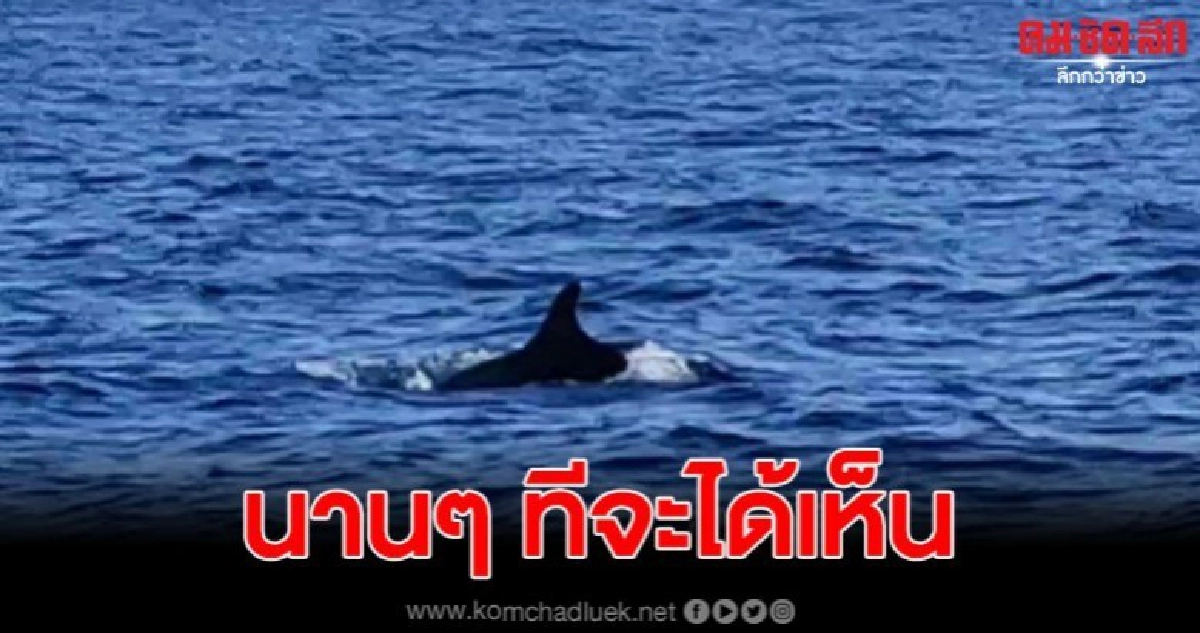 นักท่องเที่ยวเฮพบฝูง 'วาฬเพชรฆาตดำ' กว่า 20 ตัว นักท่องเที่ยวเฮพบฝูง 'วาฬเพชรฆาตดำ' กว่า 20 ตัว