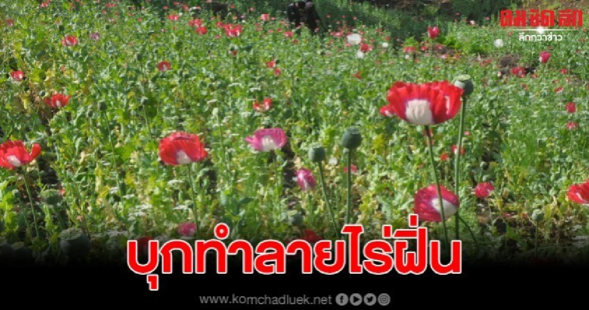 ทหารพราน บุกทำลายไร่ฝิ่น ค้นกระท่อมพบอุปกรณ์การเสพเพียบ ทหารพราน บุกทำลายไร่ฝิ่น ค้นกระท่อมพบอุปกรณ์การเสพเพียบ