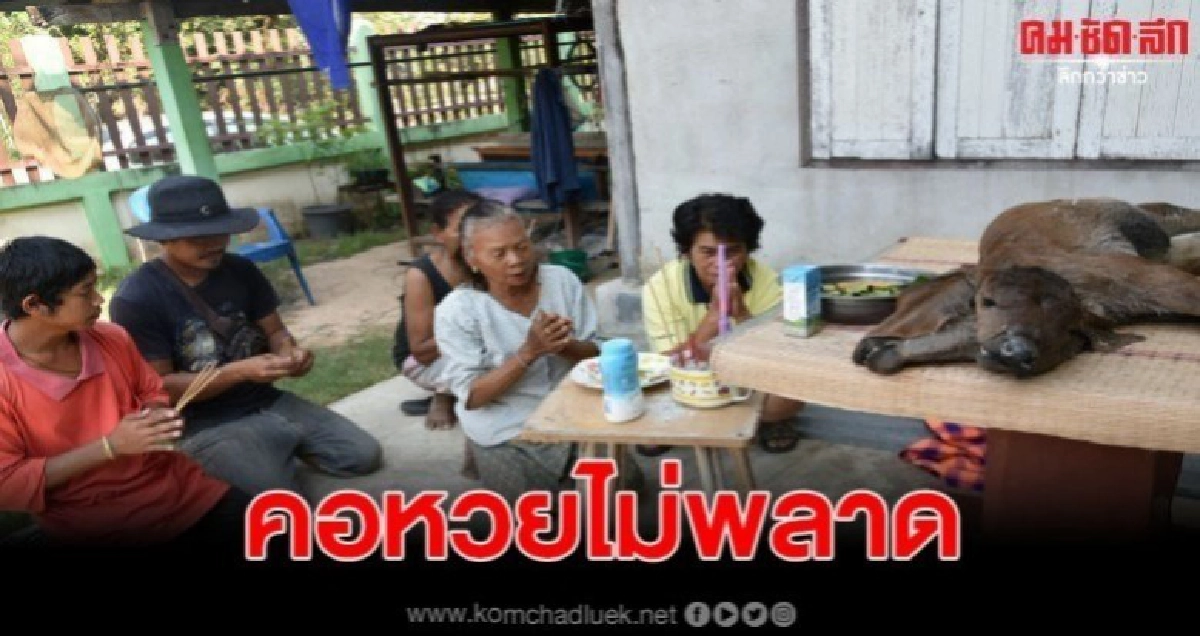 ชาวบ้านแห่ขอหวยลูกวัวประหลาดตัวเดียว 2 หัวหวังรับโชคปีใหม่ ชาวบ้านแห่ขอหวยลูกวัวประหลาดตัวเดียว 2 หัวหวังรับโชคปีใหม่