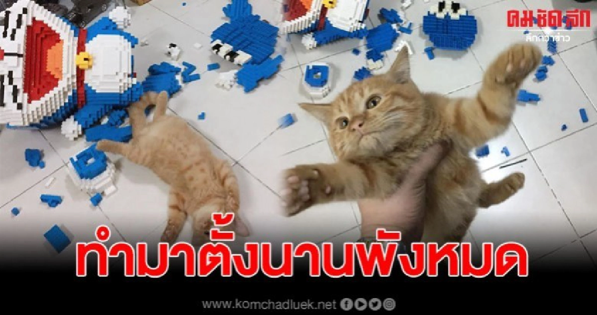 เจ้าของฉุน แมวที่เลี้ยงไว้ ทำของลูกค้าพัง เงินที่จะได้ก็อด เจ้าของฉุน แมวที่เลี้ยงไว้ ทำของลูกค้าพัง เงินที่จะได้ก็อด
