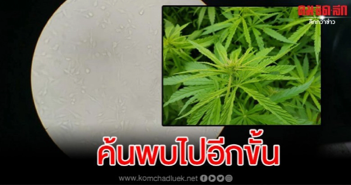 รศ.ดร.เผยกัญชามีฤทธิ์ยับยั้งเซลล์มะเร็งปากมดลูก รศ.ดร.เผยกัญชามีฤทธิ์ยับยั้งเซลล์มะเร็งปากมดลูก