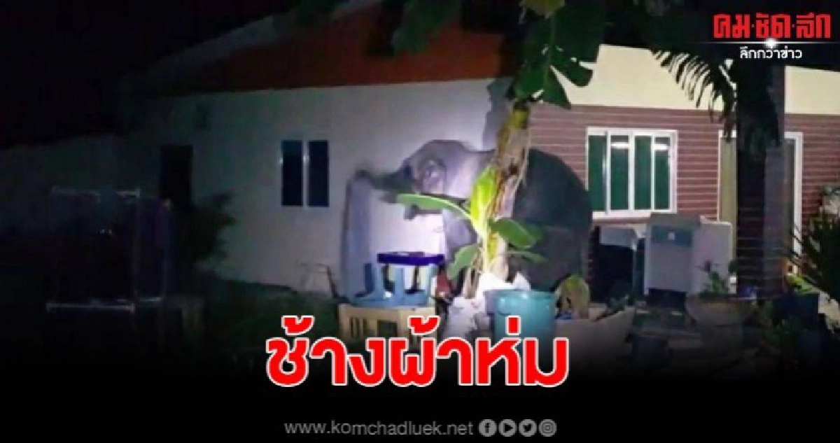 ช้างสุดน่ารัก ดอดเงียบกลางดึกเล่นผ้าห่ม ก่อนเดินจากไป 