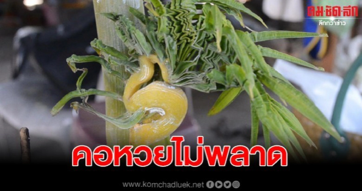 คอหวย แห่ส่องเลขเด็ด ต้นหมากแตกหน่อเป็นหงอนพญานาค คอหวย แห่ส่องเลขเด็ด ต้นหมากแตกหน่อเป็นหงอนพญานาค