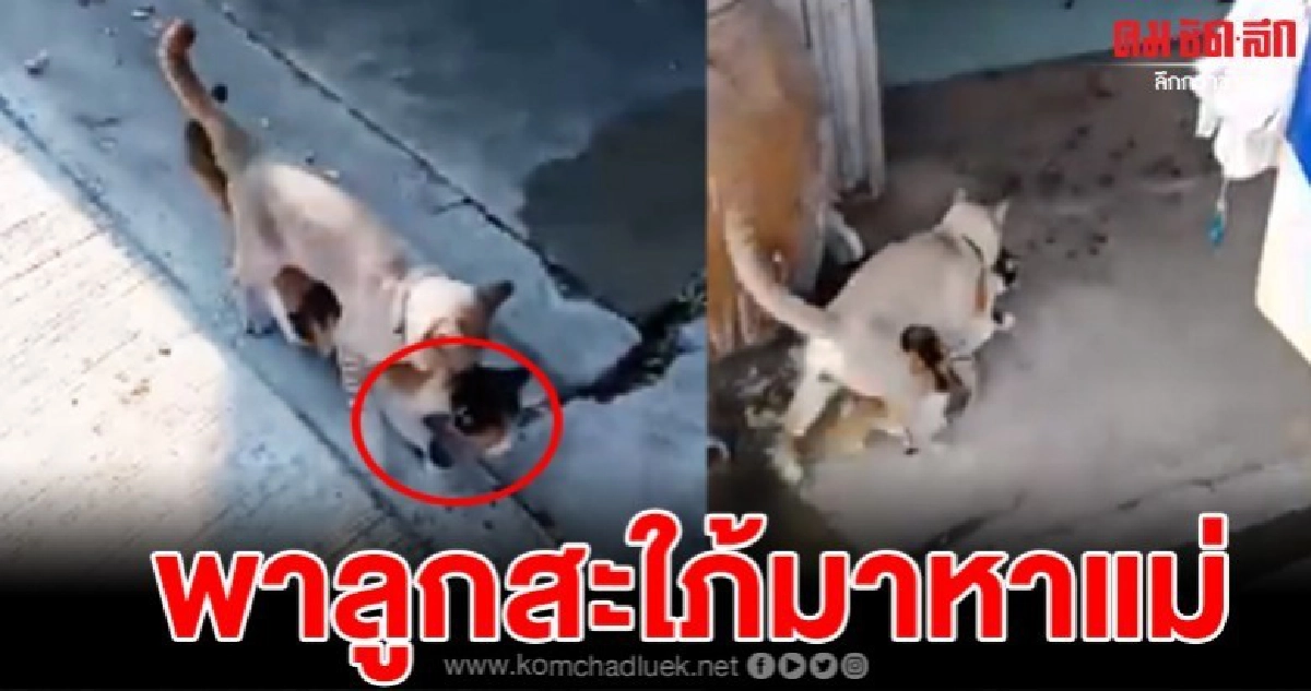 เมื่อลูกชายคาบลูกสะใภ้มาไหว้แม่ถึงบ้าน