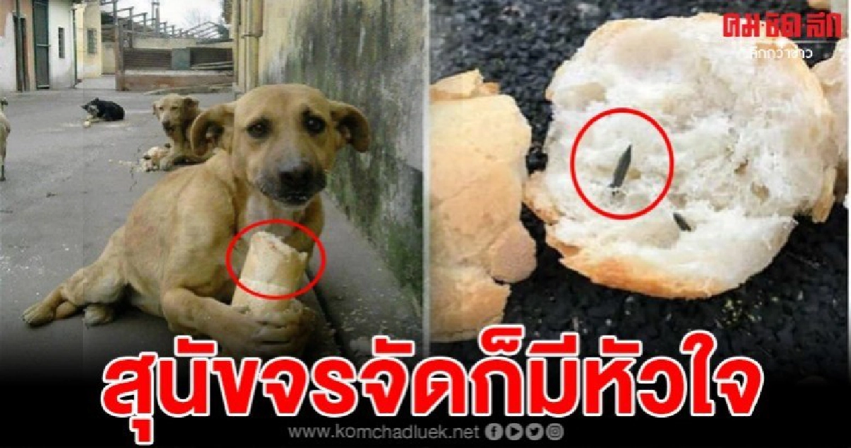 สุนัขจรจัดโดนคนจิตใจโหดเหี้ยมเอาตะปูยัดไส้ในขนมปังโยนให้กิน สุนัขจรจัดโดนคนจิตใจโหดเหี้ยมเอาตะปูยัดไส้ในขนมปังโยนให้กิน